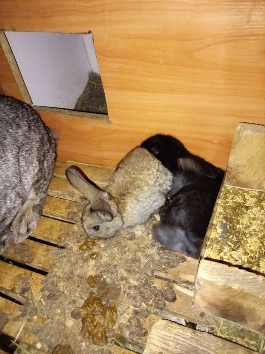 Крольчата малыши