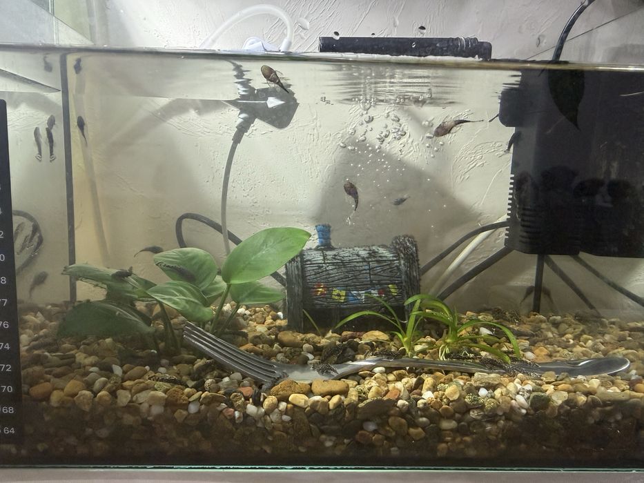 Анциструс мальки