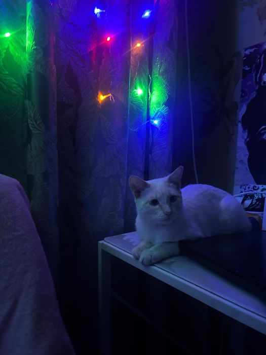 Отдам в добрые руки