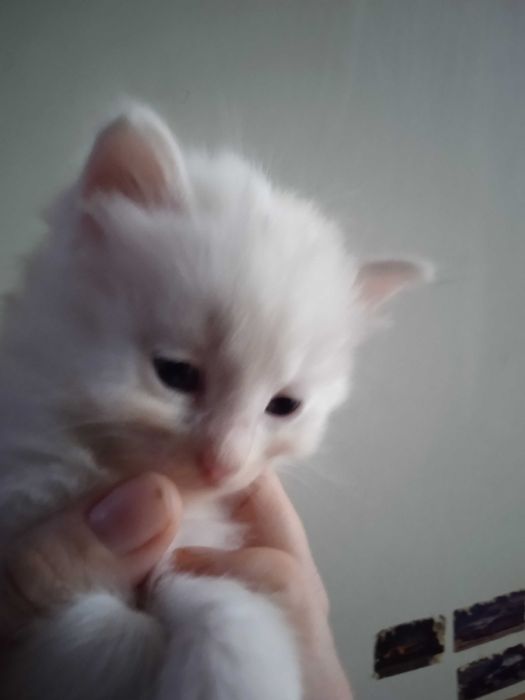 Белые пушистики ангорки, 40 дней.