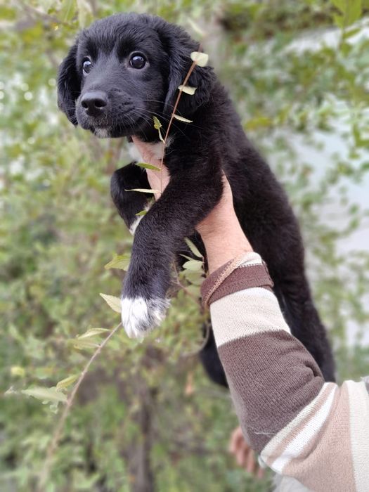 Отдам щенят в добрые руки