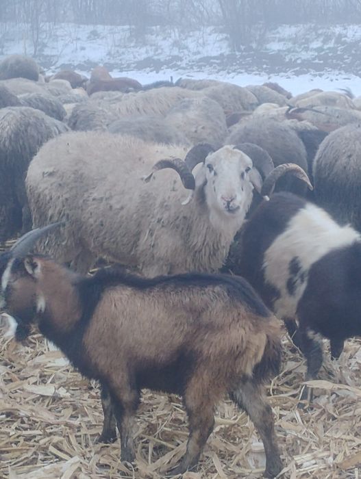 Vând doi berbeci beli și unul carabaș