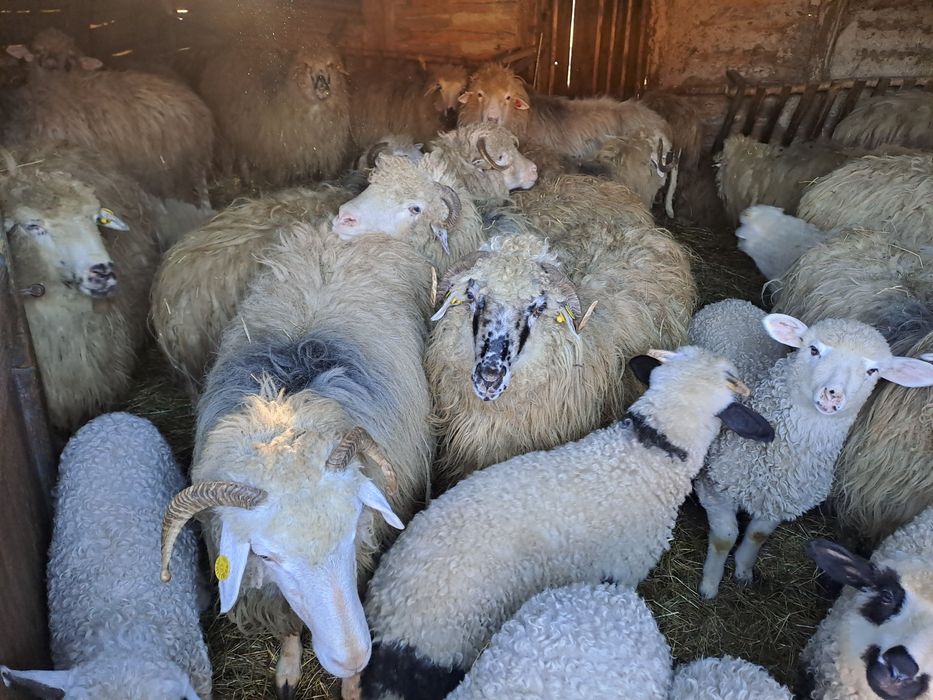 De vinzare Oii cu miei lingă ele