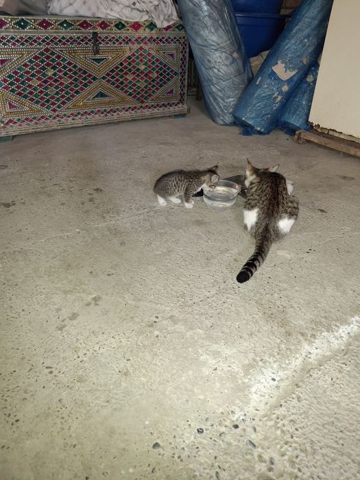 Отдам котят в хорошые руки беспдатно