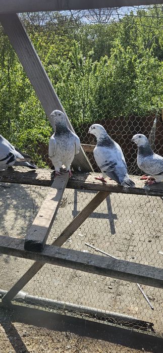 Porumbei voiajori standard