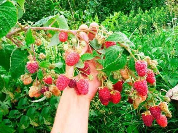 ВЪЛШЕБЕН Целогодишен Разсад Корени - Ягоди и Малини