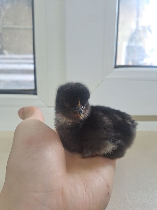 Продам домашних цыплят-несушек