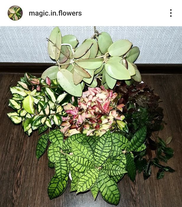 Продам Хойи срезами