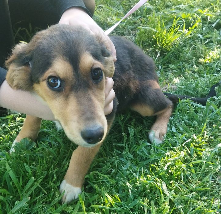 ПОДАРЯВАМ СПЕШНО ГОНЧЕТА ТЪРСЯТ ДОМ !!! – 5 малки бебета пазачи.