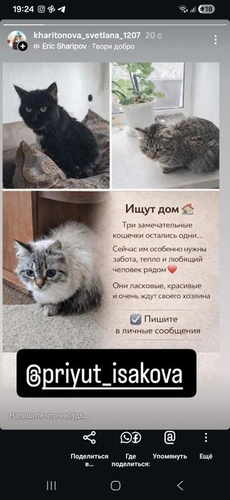 В добрые руки. Ищем новый дом