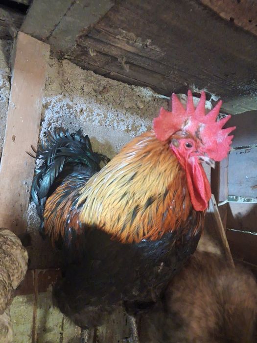 Продам ПЕТУХОВ .