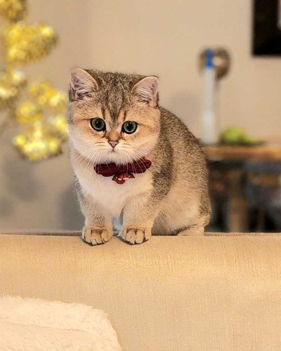 British Shorthair Golden cu pedigree