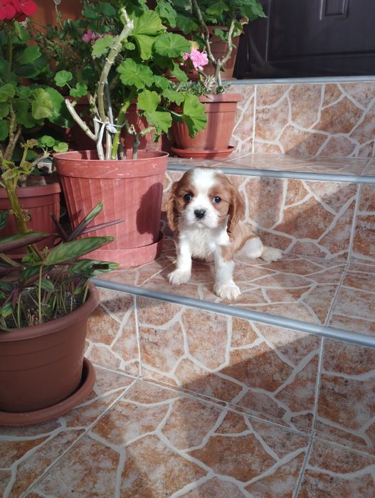 Кавалер Кинг Чарлз Шпаньол.