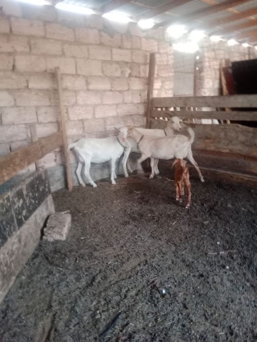 Ешкі сатылады бағасын келіссеміз
