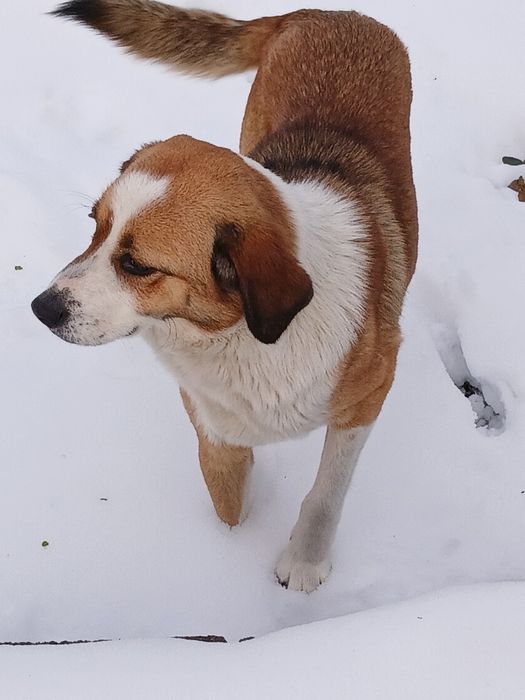 Малка изоставена  принцеса търси дом