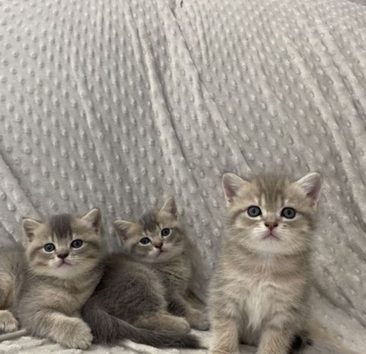 Британские котята 1.5 мес  девочки