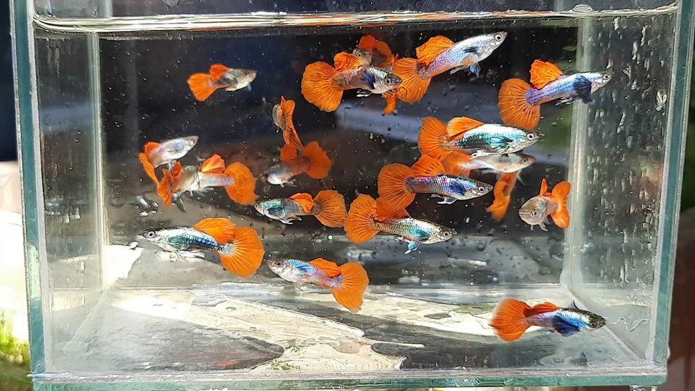 Гуппи Дамбо Red Tail.