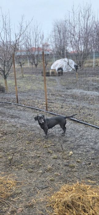 Donez catelusa Tekel