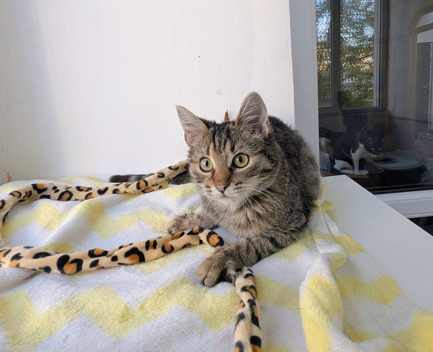 Adopție Pui Pisică (4-5 luni) Brașov, Gratuit