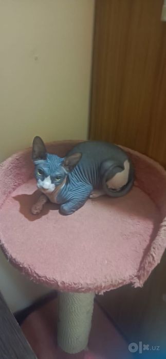 Котенок сфинкс 4 месяца девочка