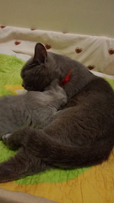 Продам котёнка девочку