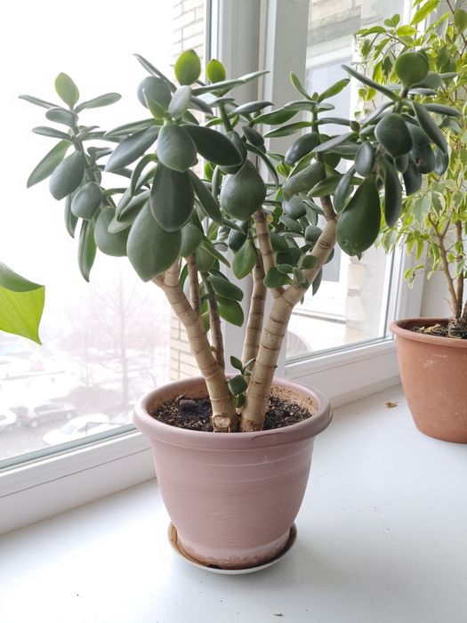 Денежное дерево, трехствольное!!!