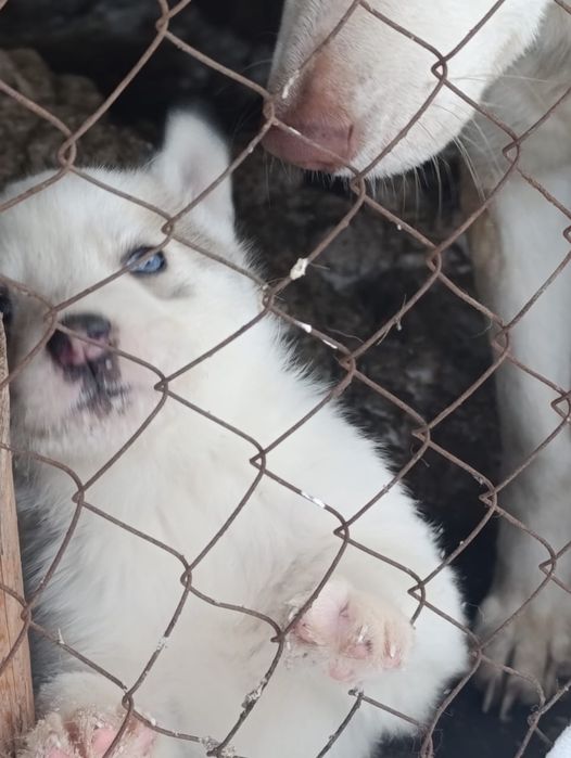 Продам Щенков  хаски