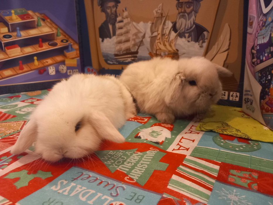 Iepure pitic de companie Iepuri Berbec pitic holland lop