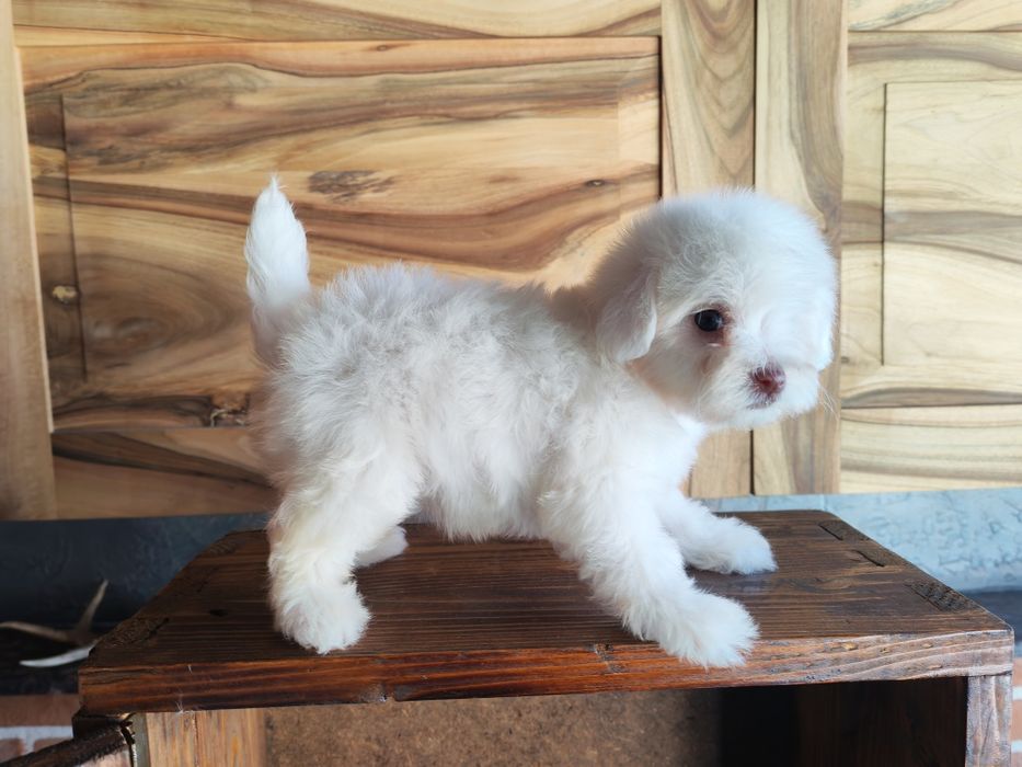Bichon maltez mini băiat