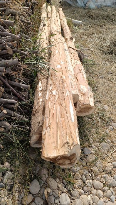 Mirza terak sotiladi 100 dona narxi kelishilagan narxda