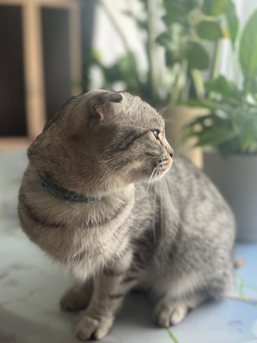 Котята скотиш фолд