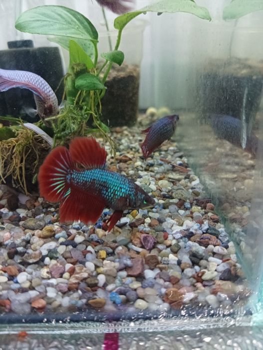 Петушок балик самец