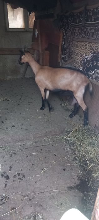 Iada alpina franceza