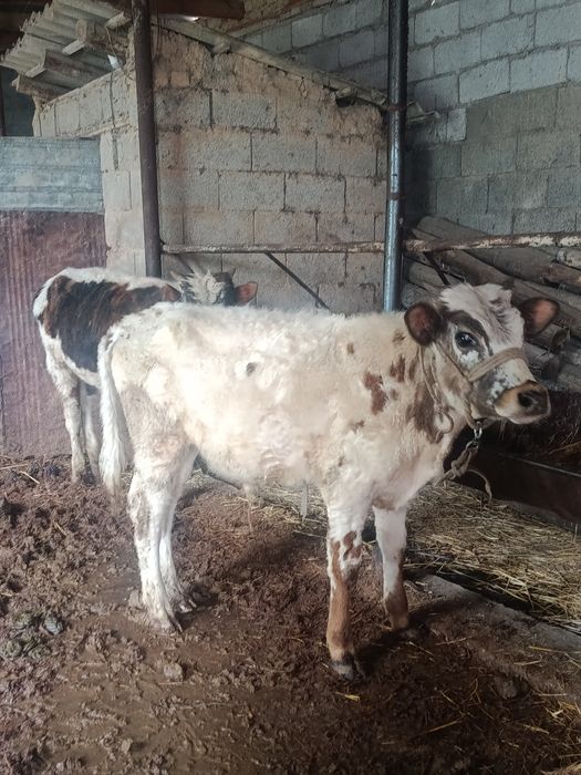 Буқалар сатылады