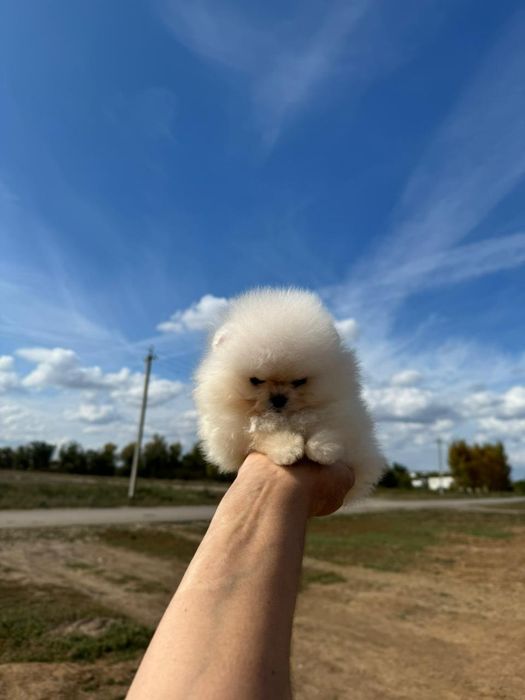 Шикарные Малыши Шпицульки