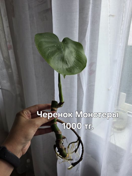 Комнатные растения