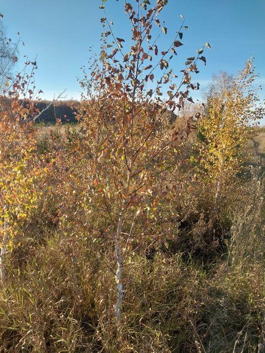 Есть в продаже Ель Сосна