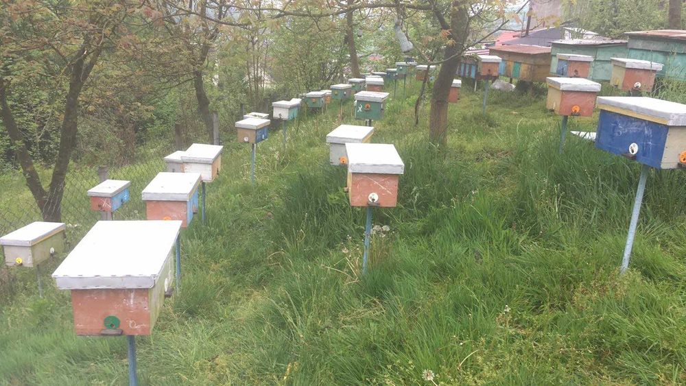 Пчелни майки - Карпатска - Карника - Записване за 2026