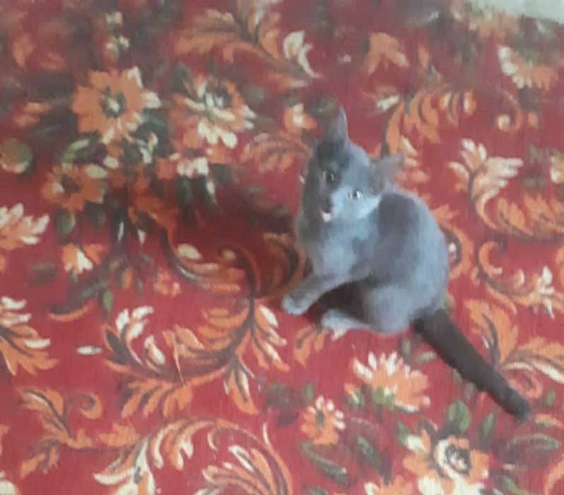 Отдам бесплатно котят