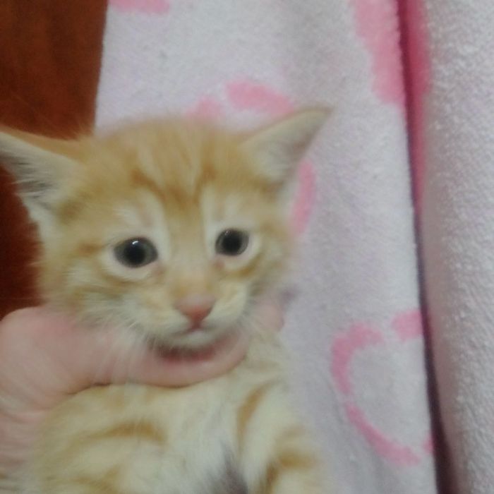 Котята даром срочно