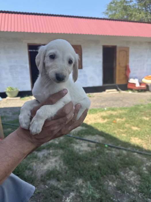 Продам щенка тазы