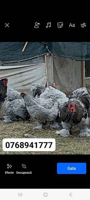 Cocoși de  vânzare Brahma herminat deschis Brahma  albastru  și  Brahm