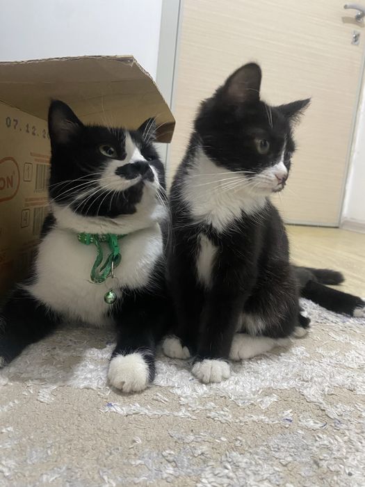 Вязка кота..ищем девушку)