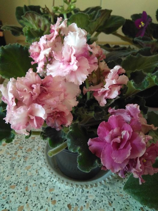 Фиалка/сенполия. Сортовая.