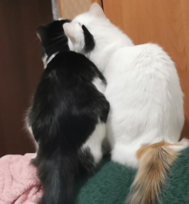 Отдам стерилизованных кошек