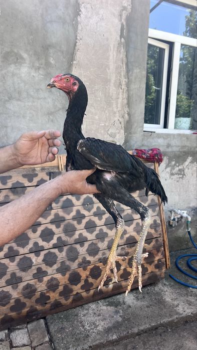 жожалар сотилади
