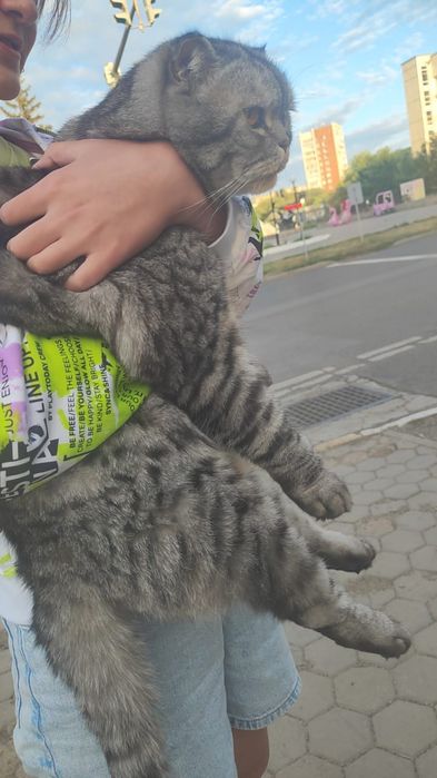 Отдам в добрые руки котика