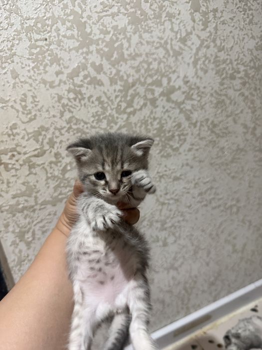Шотландиялык мысыктар