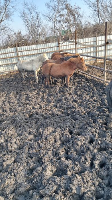 продаем лошадей с откорма