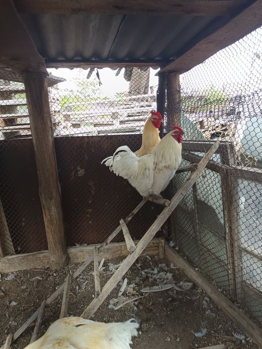 Продам петухов на развод